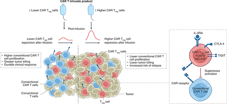 Células CAR TReg associadas à progressão da doença após o tratamento – Nem tudo são flores