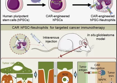 Engenharia de neutrófilos CAR a partir de células tronco pluripotentes humanas na imunoterapia alvo